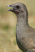 QUAIL, GROUSE, DOVES, AND ROADRUNNER